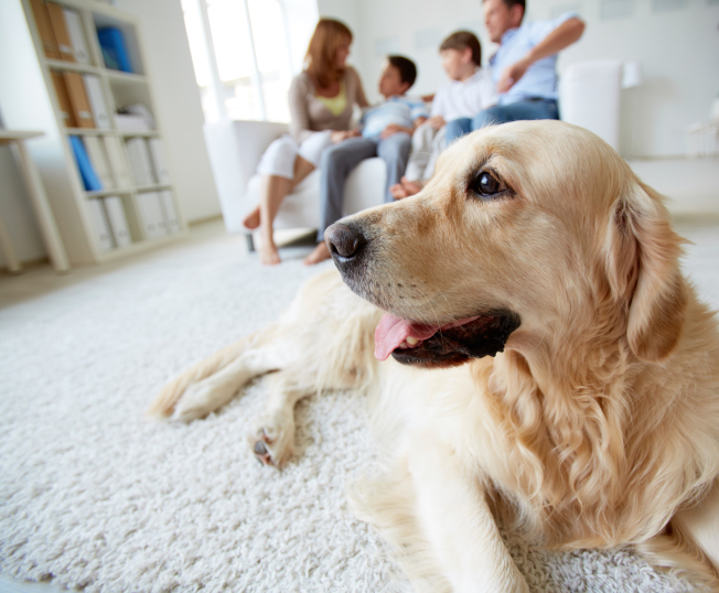How to Keep Your Pet’s Summer Shedding from Affecting Your IAQ