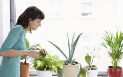 6 Ways to Reduce Indoor Allergens on a Budget