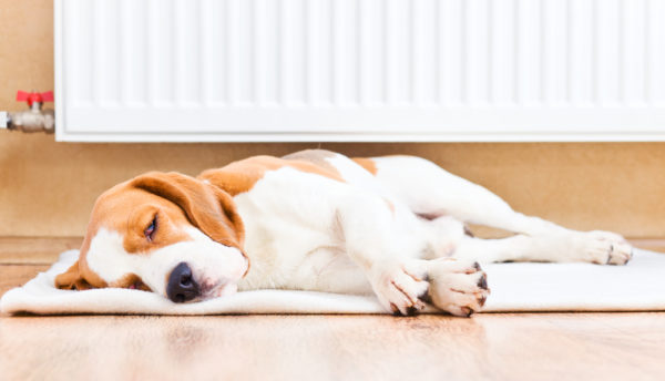 4 Ways Your Home Can Be Dangerous for Your Pet