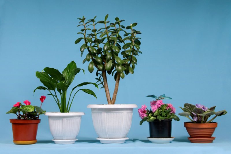 Baltimore, MD IAQ: The Best and Worst Houseplants for Easy Breathing