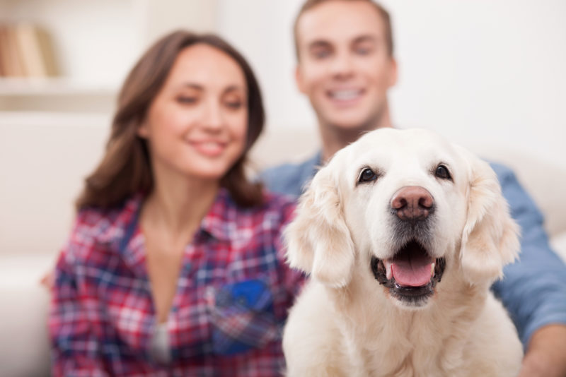 3 Ways to Reduce Pet Allergens in Your Baltimore, MD Home